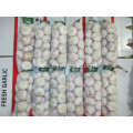 2020 High Quality Garlic Price